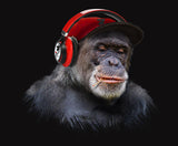 Funky Monkey Music | Antoro.