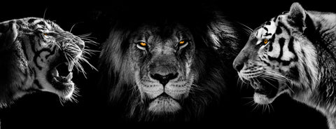Lion vs. Tiger | Antoro.