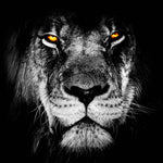 Strong Lion | Antoro.