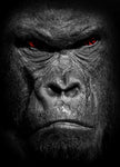 Wandbild Gorilla | Antoro.