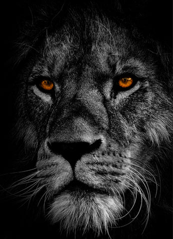 Lion King | Antoro.