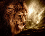 The Lion | Antoro.