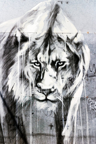The Lion of Street | Antoro.